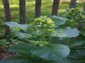 烟草是什么植物(烟草是什么东西)