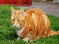 猫能吃橘子吗(猫吃橘子皮会死吗？)