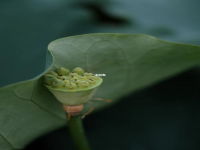 亭亭净植的意思(亭亭净植的亭亭是什么意思)