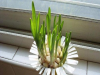 发芽大蒜能吃吗(发芽的大蒜头怎么种)