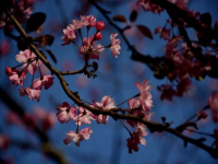 春花烂漫的意思(春花烂漫什么意思)