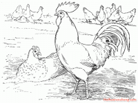 鸡怎么画简笔画(公鸡简笔画)