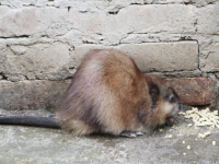 麝香鼠养殖前景(养麝香鼠前景怎么样)