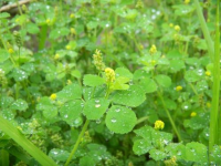 芬芳是什么意思(芳香是什么意思)