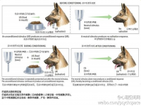 条件刺激是指(条件刺激是指什么)