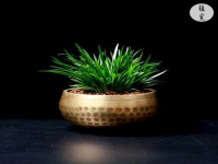 菖蒲是什么植物(菖蒲是种怎样的植物？)