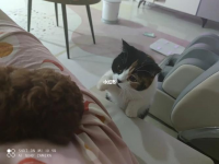 猫粮能给狗吃吗(猫粮跟狗粮有什么不一样)