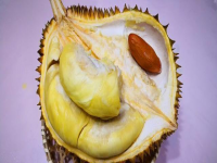 榴莲怎么催熟(生榴莲怎么催熟)