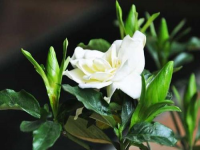 栀子花的寓意(栀子花栀子花)
