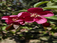 海棠花耐寒冷吗(海棠花耐冻吗？)
