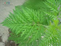 豚草是什么植物(豚草的植物现状)