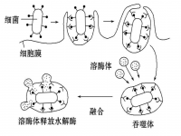 胞吐需要能量吗(胞吐需不需要能量)