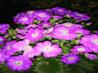 盛开的近义词(盛开的同义词)