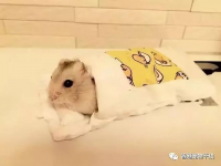 仓鼠会冬眠吗(仓鼠会冬眠？)