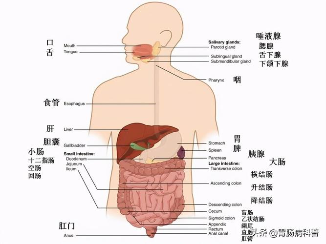 五脏是哪五脏