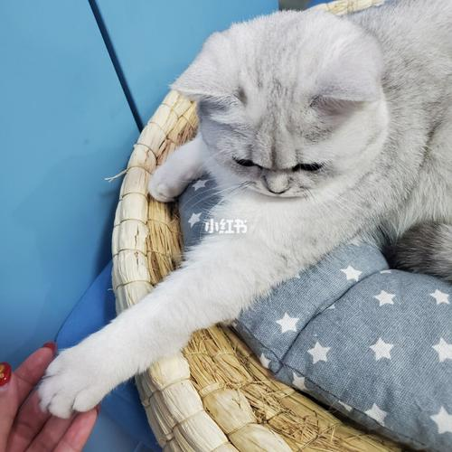 猫能吃草莓吗