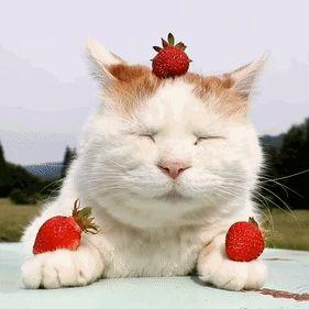猫能吃草莓吗