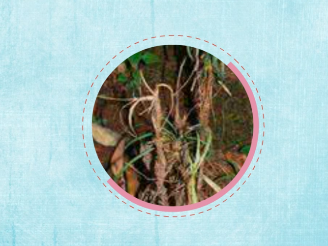单子叶植物纲
