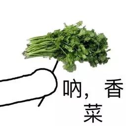 香菜是发物吗