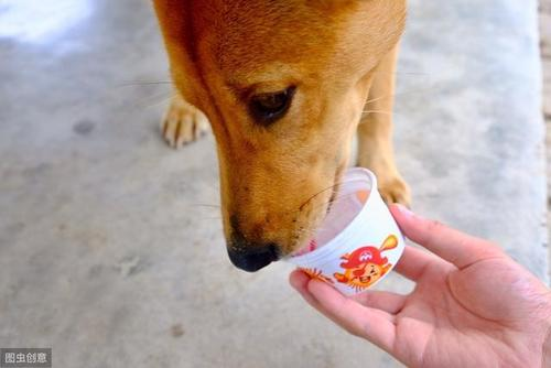 狗能喝牛奶吗