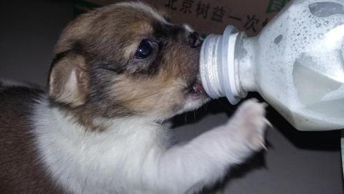 狗能喝牛奶吗