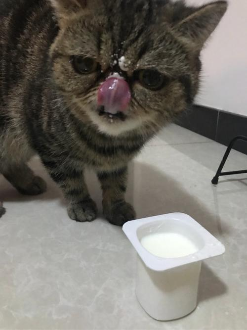 猫能喝酸奶吗