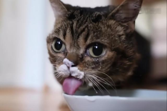猫能喝酸奶吗