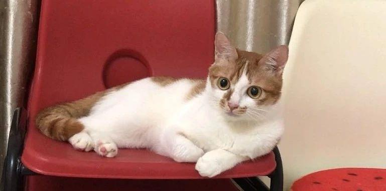 猫能喝酸奶吗