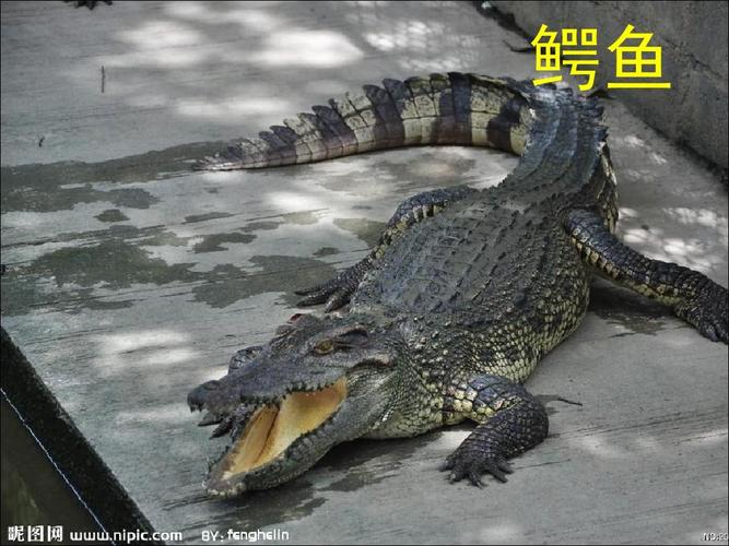 动物名称大全