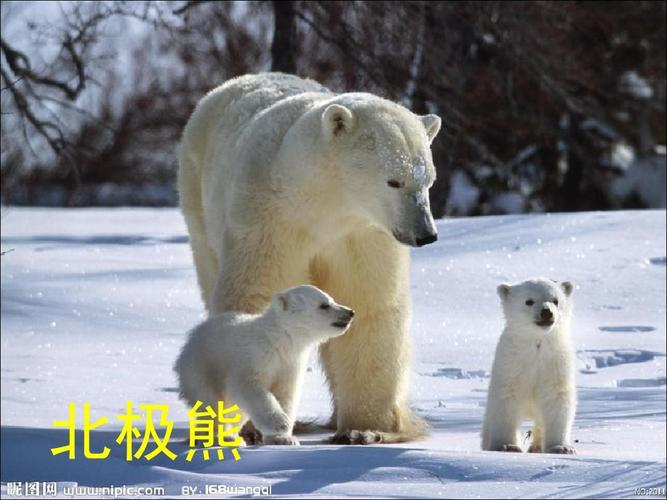动物名称大全