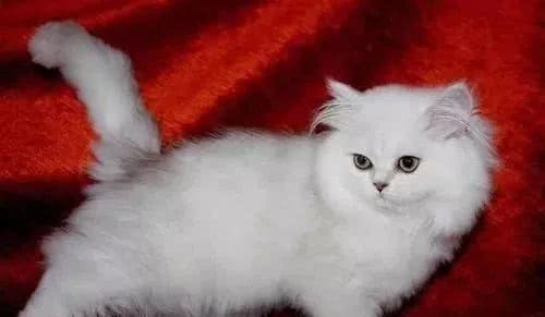金吉拉猫图片