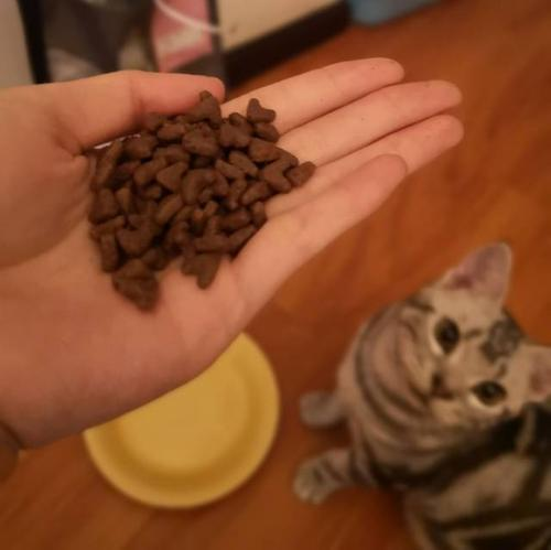 猫能吃狗粮吗
