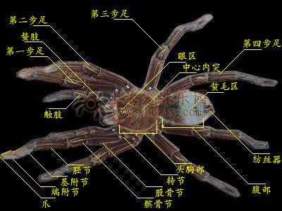 蜘蛛有几条腿
