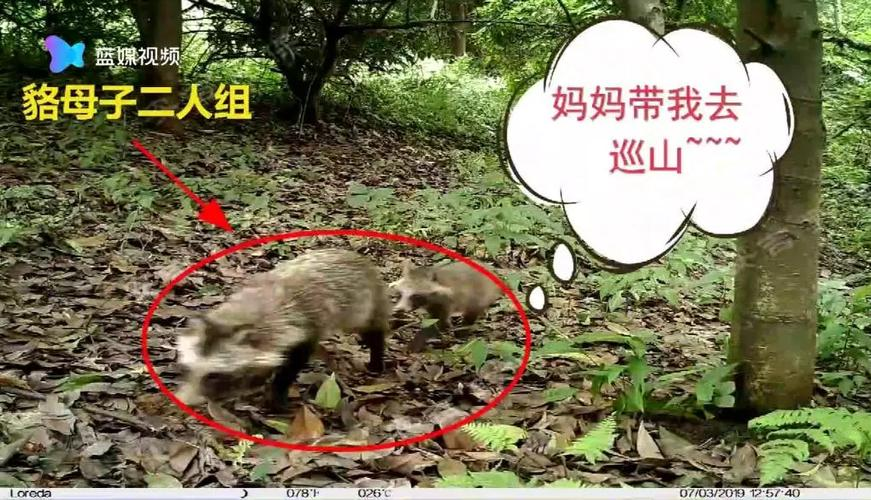 一丘之貉读音