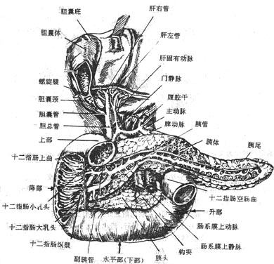 脾是什么器官