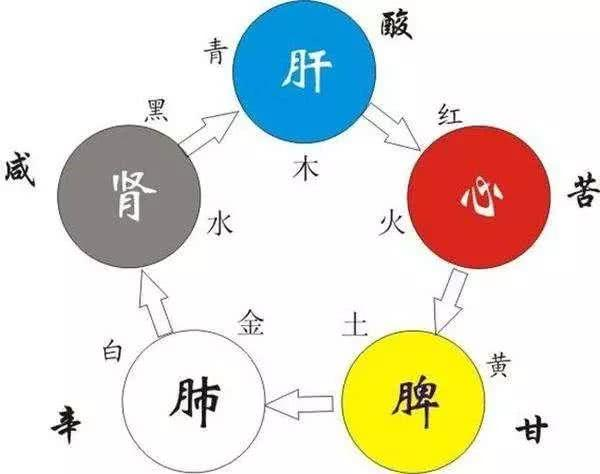 五脏是哪五个