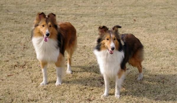 苏格兰牧羊犬