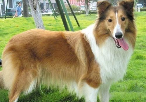 苏格兰牧羊犬