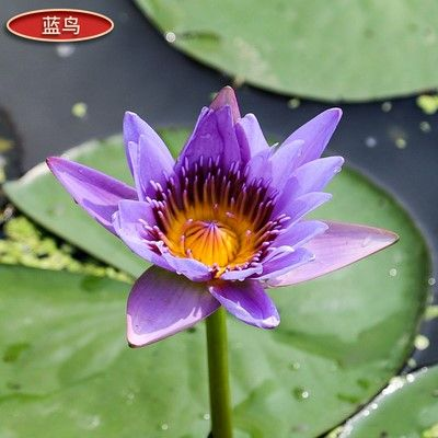 睡莲怎样种植