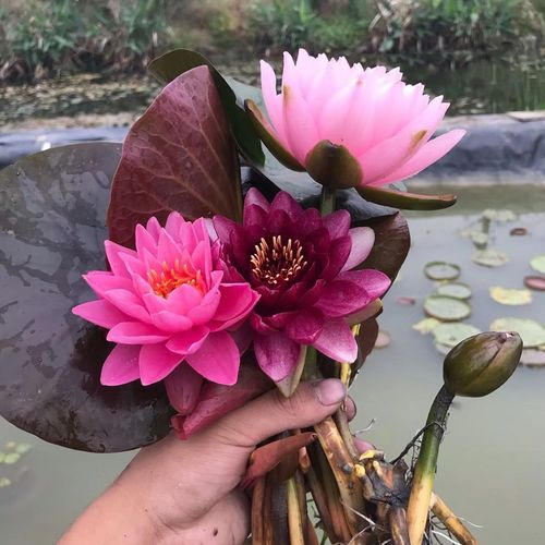 睡莲怎样种植