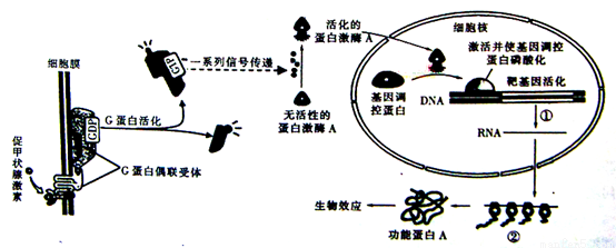 甲状腺激素本质