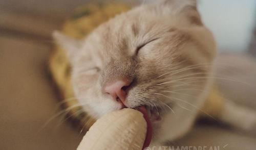 猫能不能吃香蕉