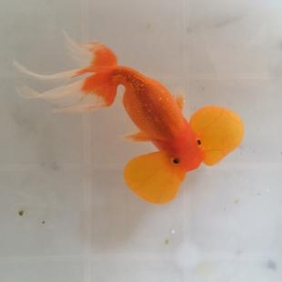 小金鱼能活多久