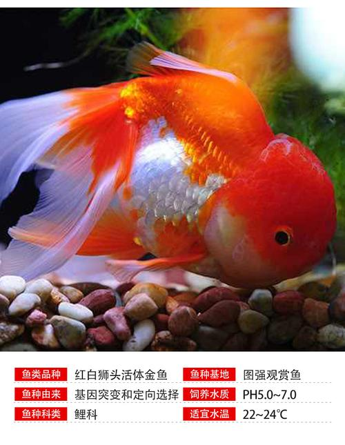 小金鱼能活多久