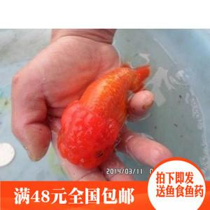 小金鱼能活多久