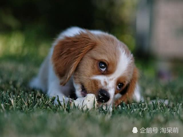 狗狗可以吃鱼吗