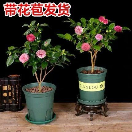 怎样养盆栽茶花