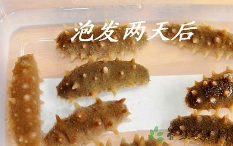 海参起什么作用