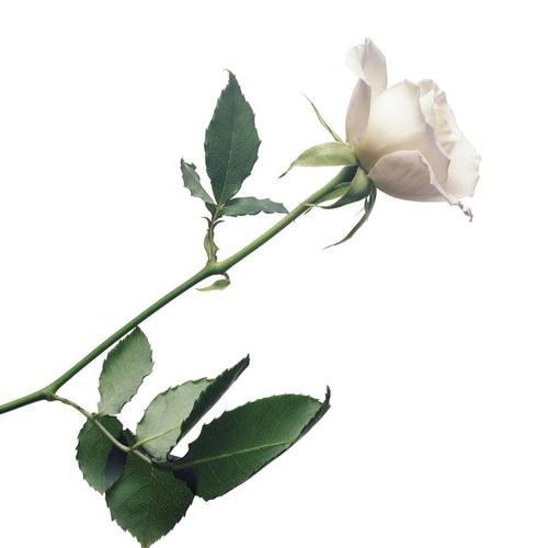 白色象征着什么