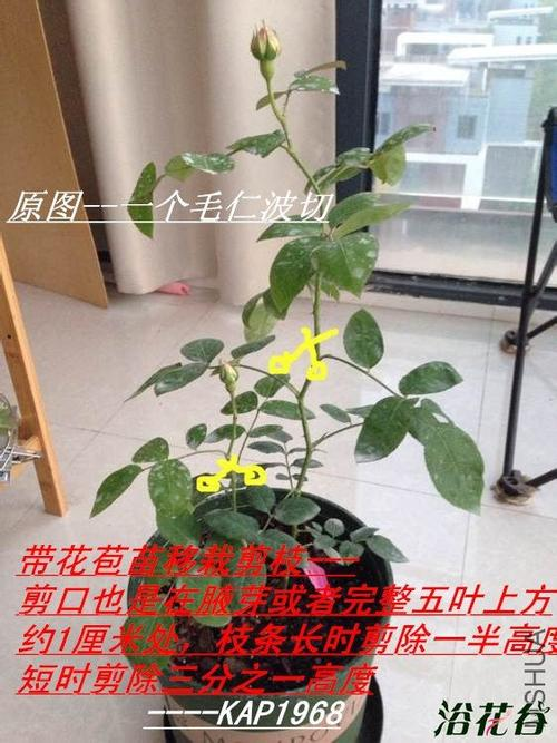 月季花怎么修剪